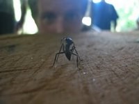 A Giant Bullet Ant