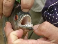 Piranha Teeth