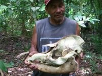 Harry and the Remains of a Bush Cow