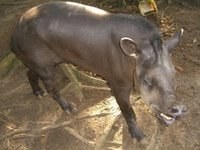 Tapia - Bush Cow