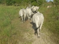 Cattle in the Corral