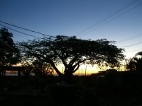 Takutu Tree at Sunset
