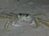 A Flamenco Crab - Gottcha!