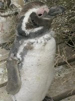 A Penguin