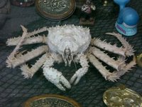 King Crab