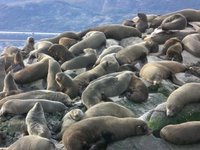 Fur Seals