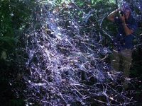 Giant Spiders Nest