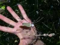 Spiders as BIG as Your Hand!