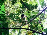 Cappuccino Monkey in the Foliage