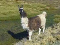 Llama