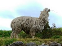 A Giant Fluffy Dog!