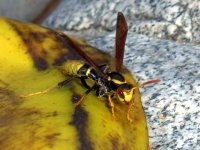 Fruit Wasps